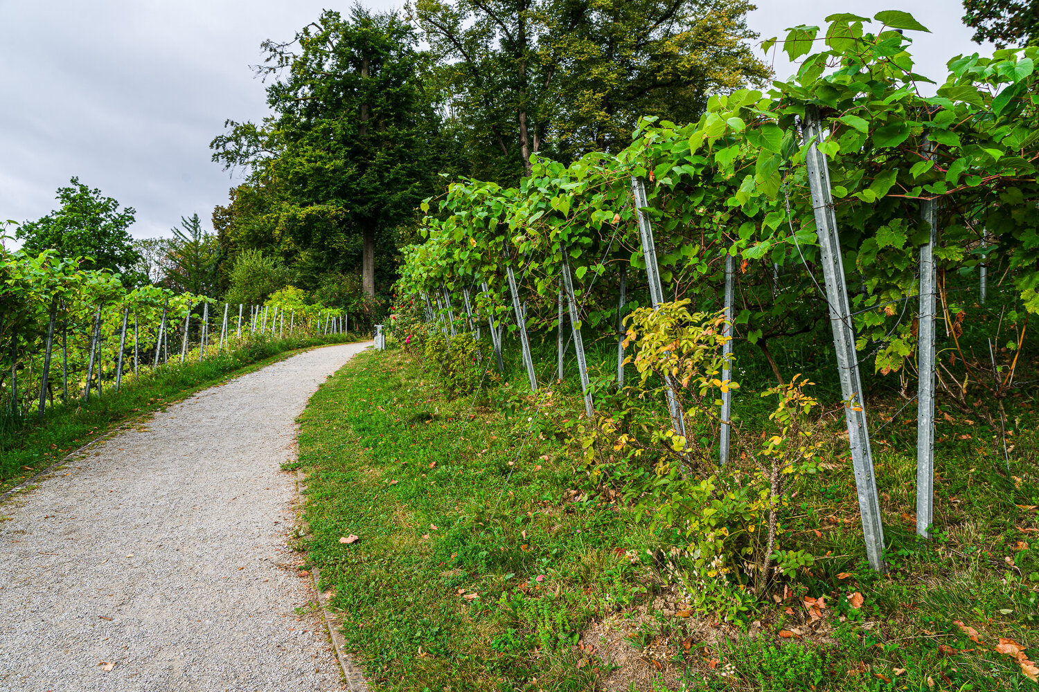 Ein idyllischer Schotterweg führt durch Weinreben hindurch auf eine Baumgruppe zu,