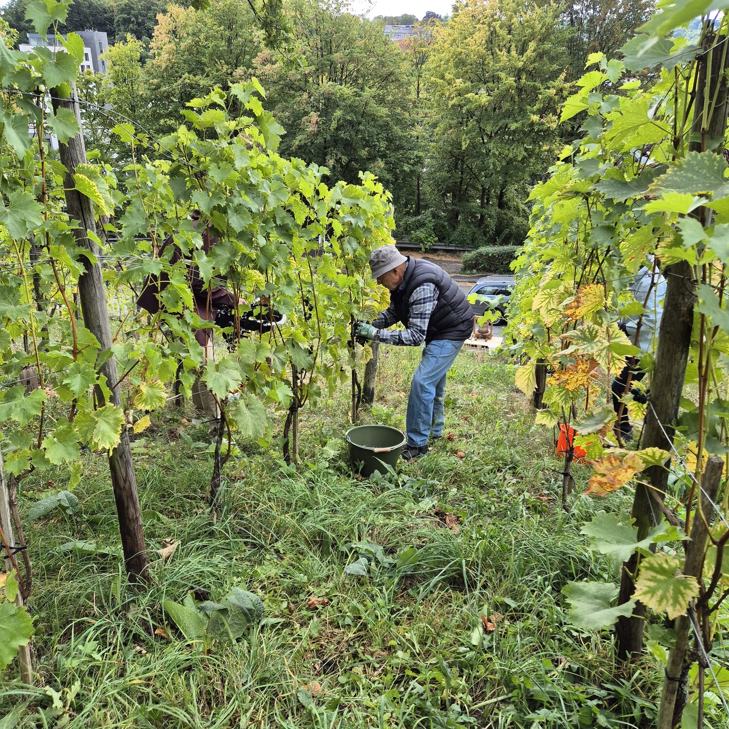 Ein Mann erntet Trauben auf einem Weinberg