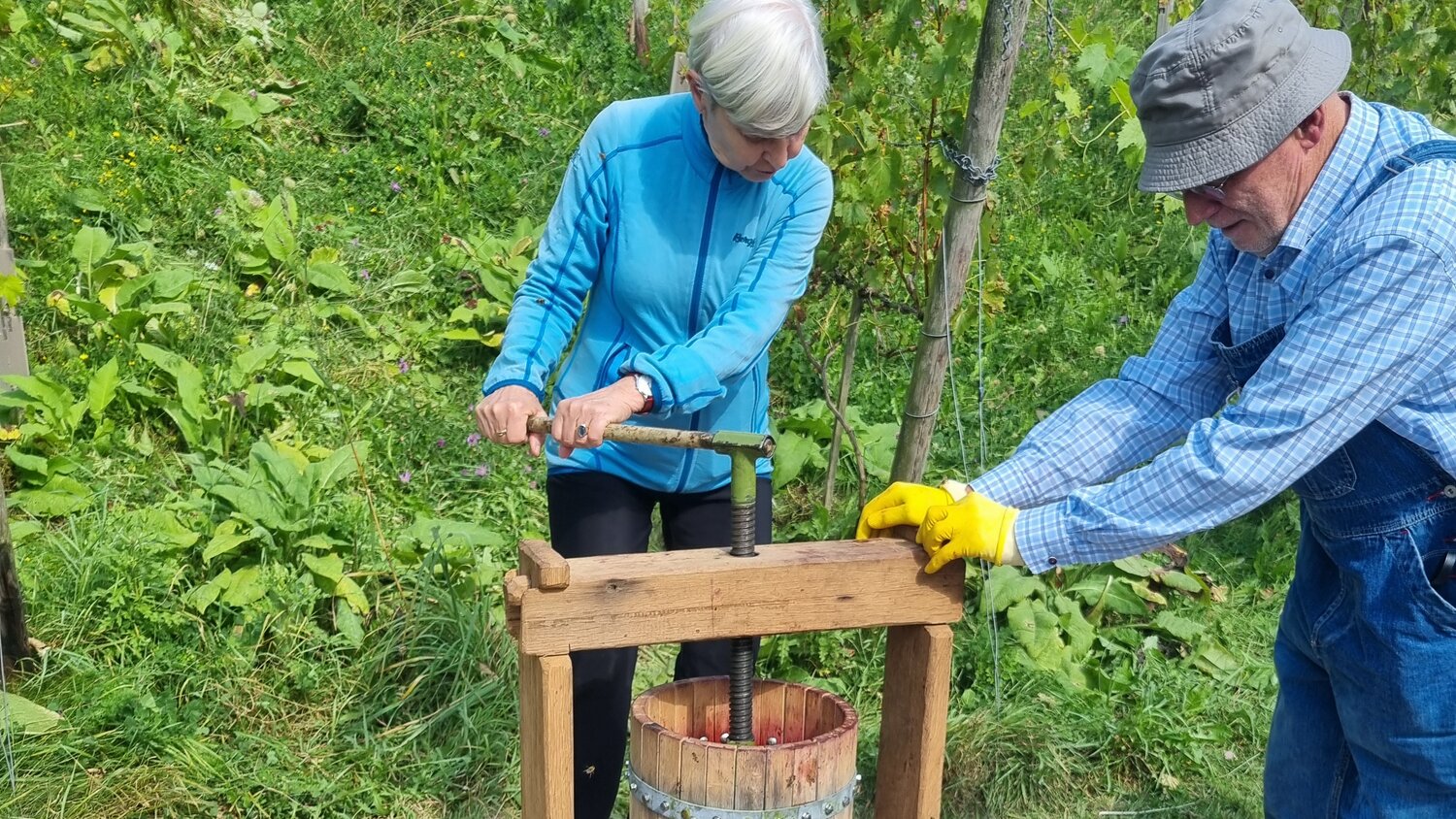 Eine Frau dreht die Kurbel einer Traubenpresse, währen ein Mann diese festhält
