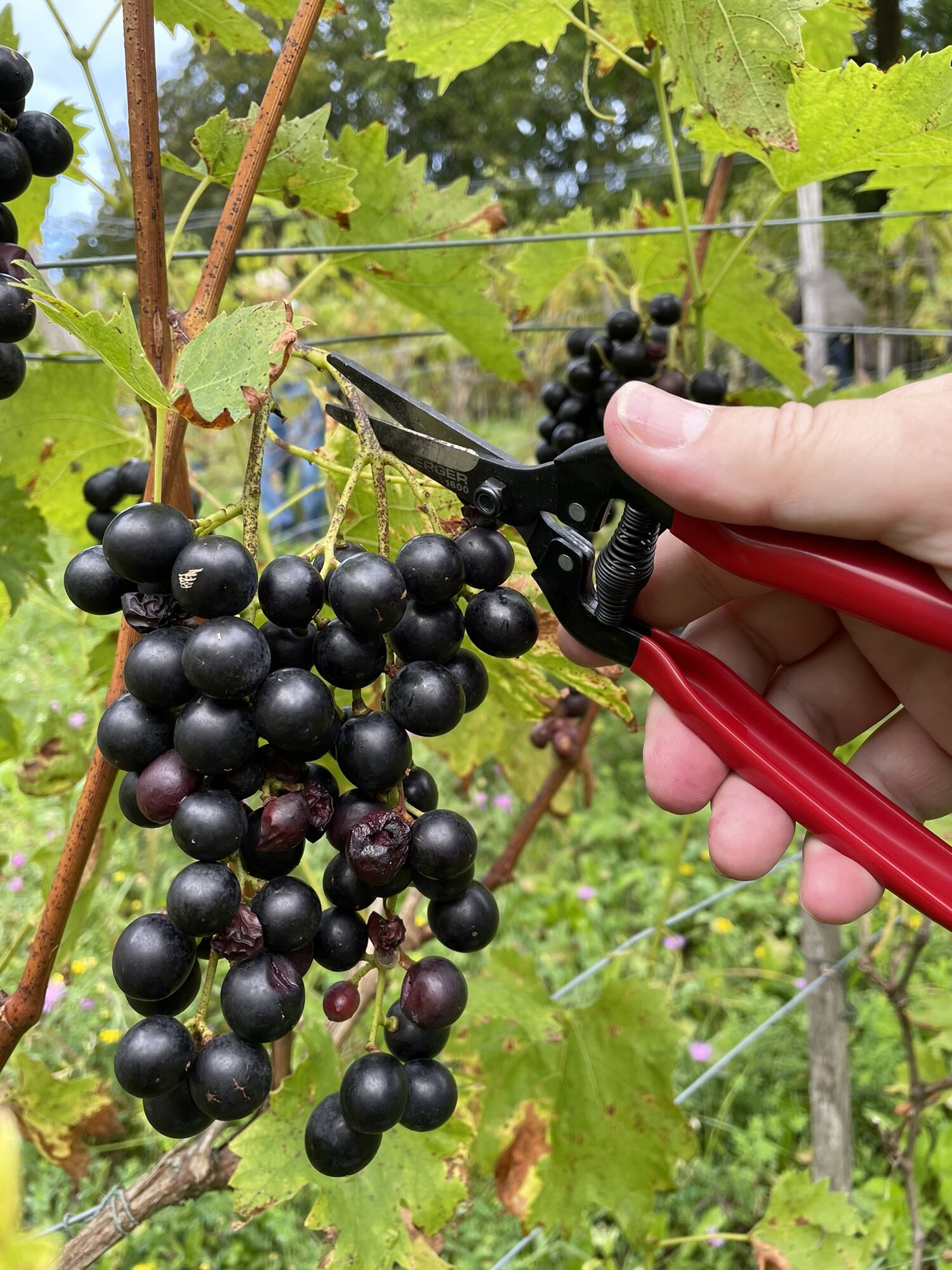 Eine nachaufnahme einer Weintraube am Stock, die gerade mit einer roten Schere angeschnitten wird
