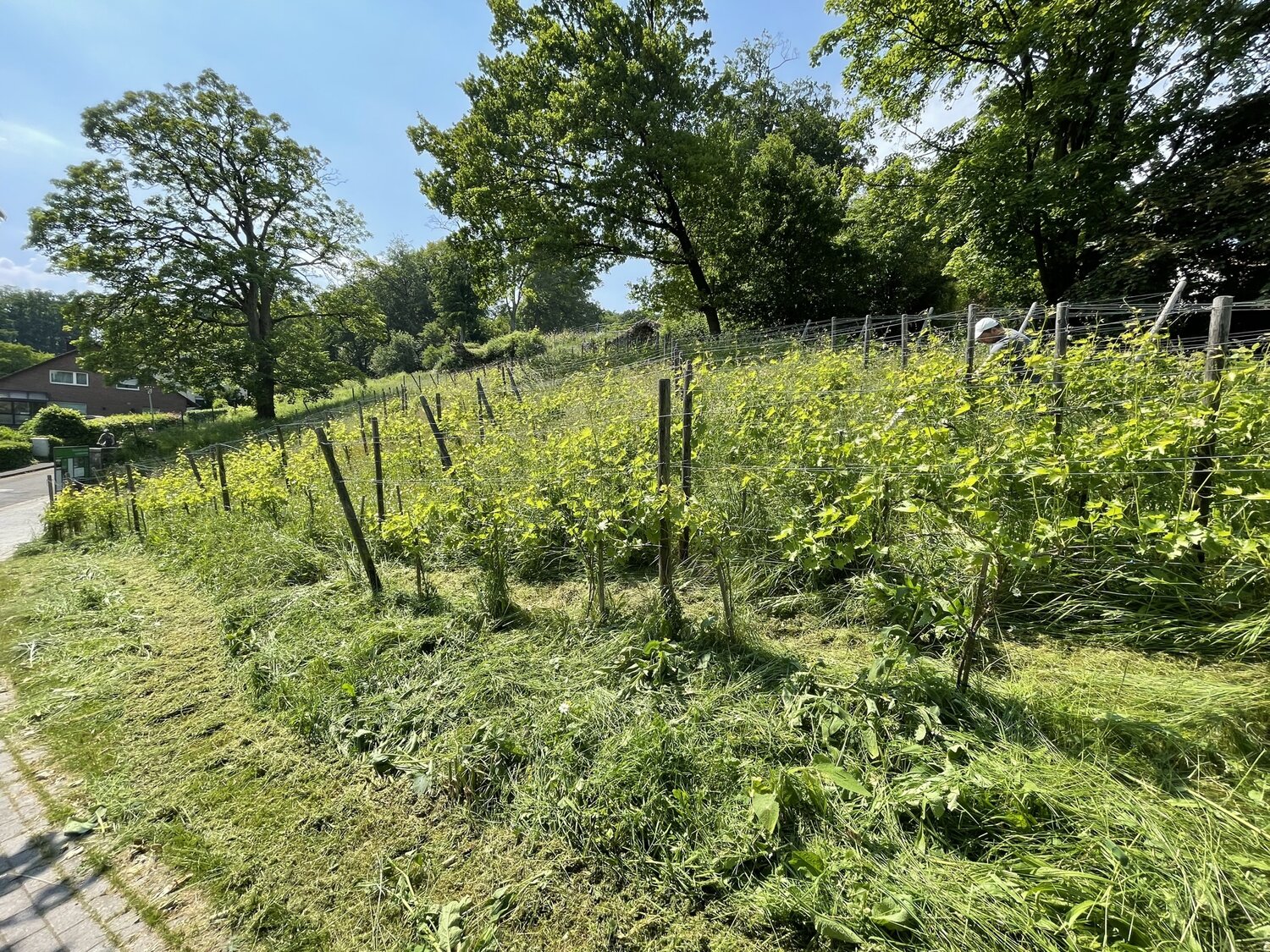 Ein Mann pflegt den Weinberg