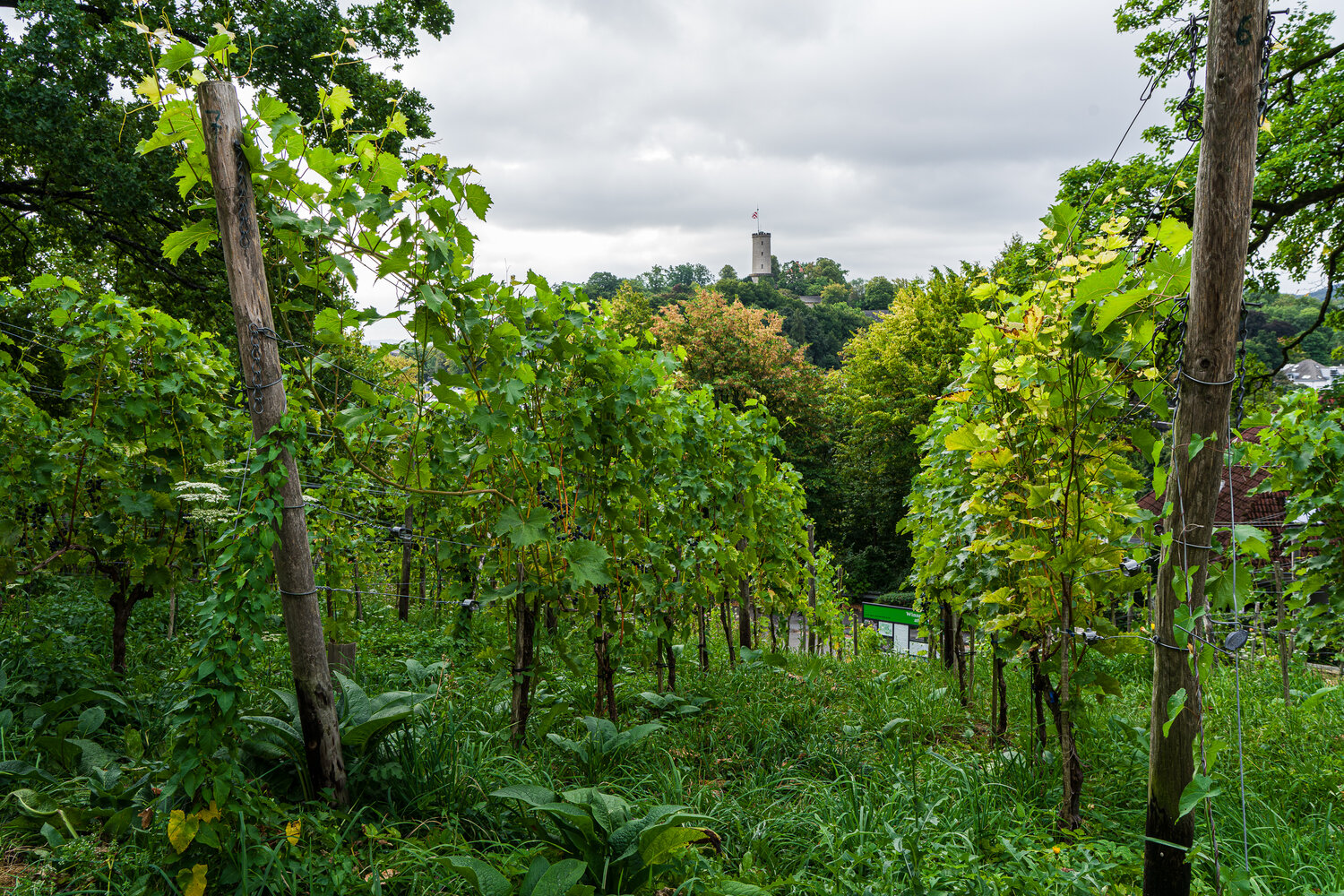 Ein Blick durch die Weinrebenreihen, im Hintergrund ein Turm auf einem Hügel